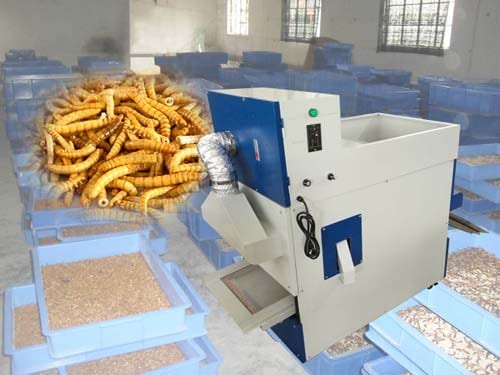Tenebrio insects screening machine for sale