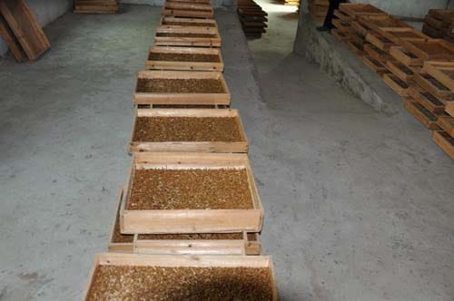 Mealworm Farm Of The Chile Customers