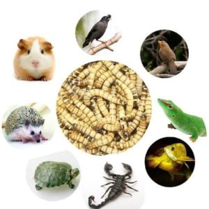 what can mealworms be used for