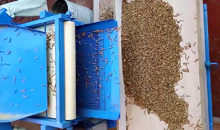 Working Process Of The Mealworm Screening Machine
