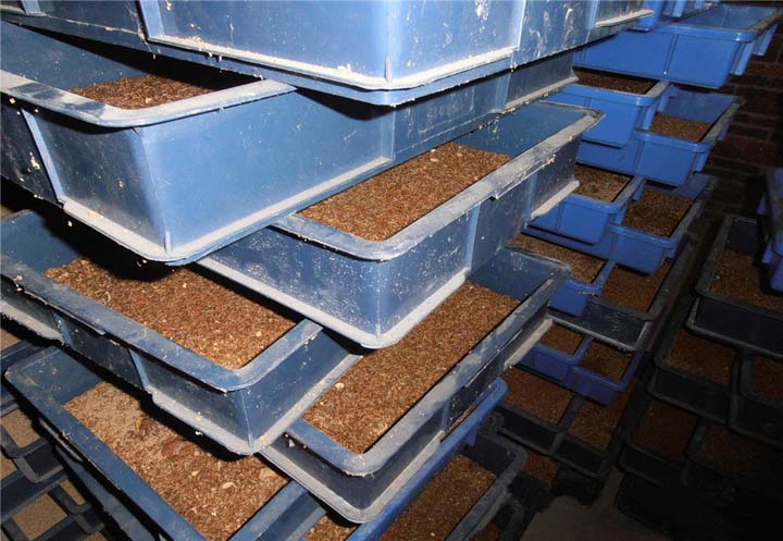 Commercial Mealworm Breeding