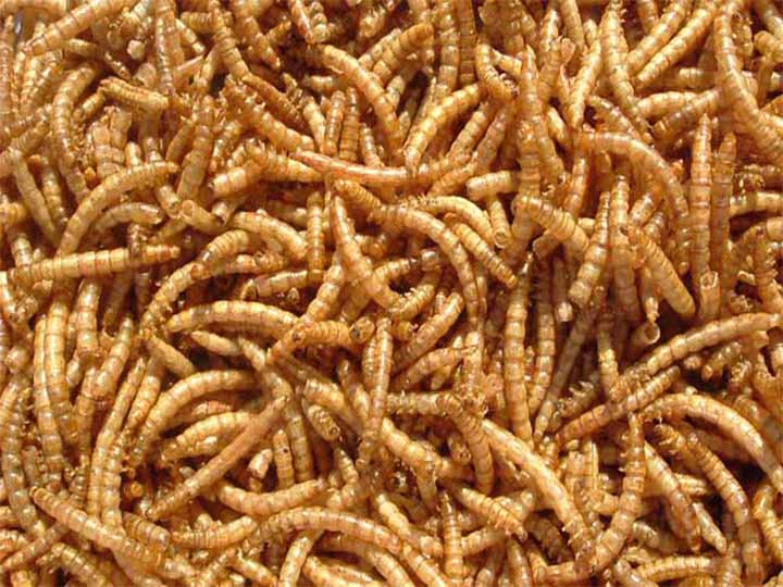 Sorted Mealworms